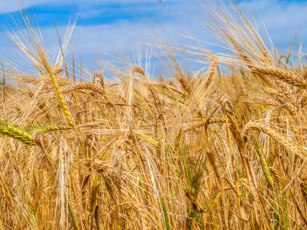 Ripe wheat on field — ストック写真