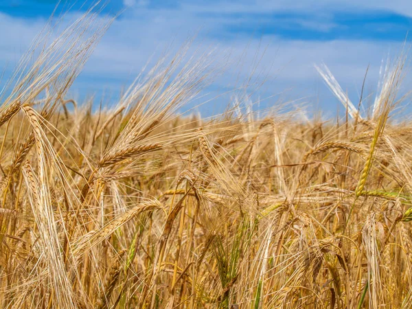 Ripe wheat on field — ストック写真