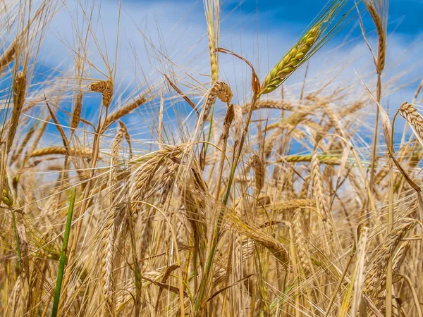 Протирати пшеницю на полі — стокове фото