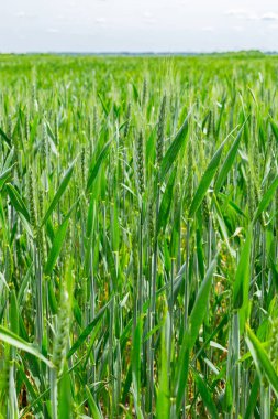 Yazın buğday tarlası