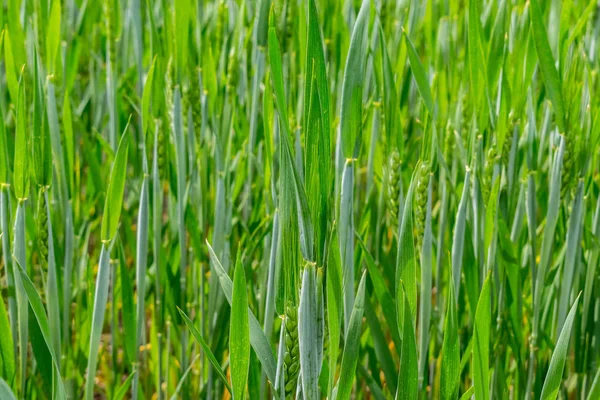 Campo de trigo en verano — Foto de Stock