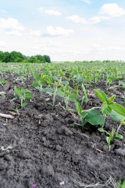 Sahada büyüyen soya fasulyesi