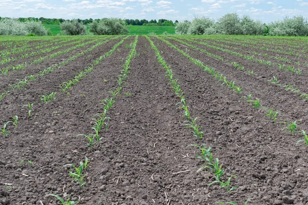 Corn field in summer — Stock Photo, Image