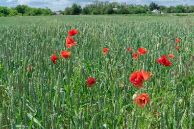 Tarlada haşhaş çiçekleri