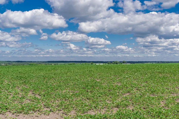 Campo de soja no verão — Fotografia de Stock