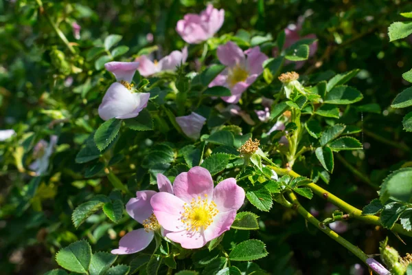 Primo piano rosa selvatica — Foto Stock