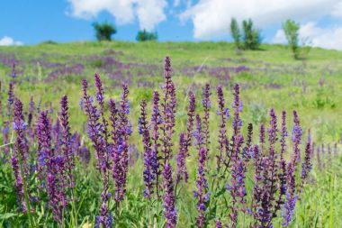 Yaban adaçayı çiçekleri