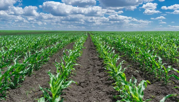 Campo de maíz en verano — Foto de Stock