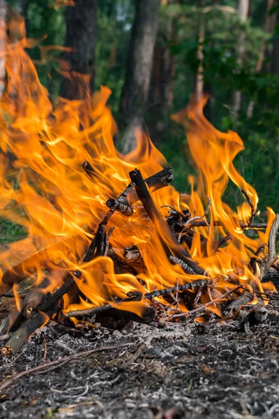 Camp fire in the forest — Stock Photo, Image