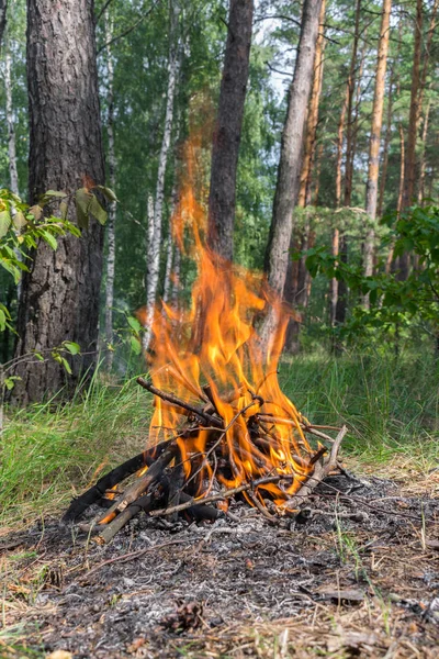 Az erdő tábortűz — Stock Fotó