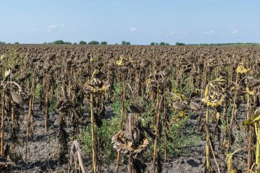 Olgun ayçiçeği alan