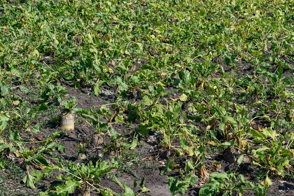 Sugar beets on the field