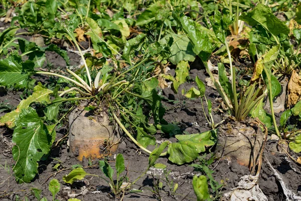 Şeker pancarı sahada