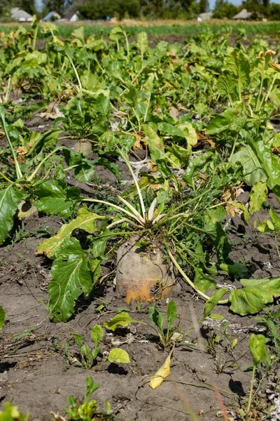 Şeker pancarı sahada