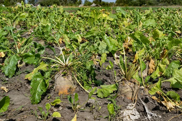 Şeker pancarı sahada