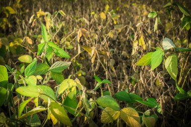 Soya hasat arka plan