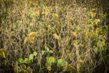 Soya hasat arka plan