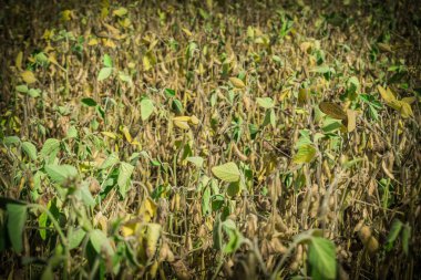 Soya hasat arka plan