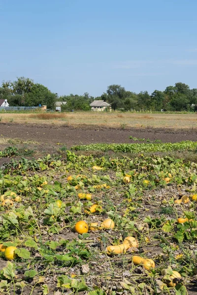 Kabaklar sahada — Stok fotoğraf