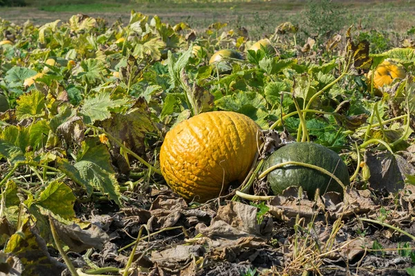 Kürbisse auf dem Feld — Stockfoto