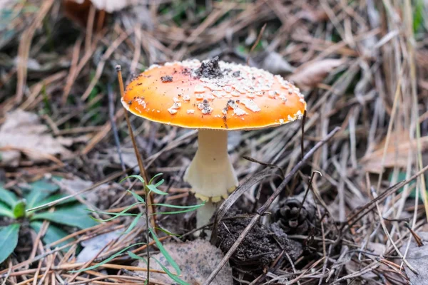 Fly agaric paddestoel — Stockfoto