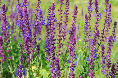 Yaban adaçayı çiçekleri