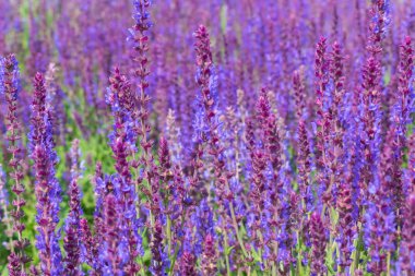 Yaban adaçayı çiçekleri