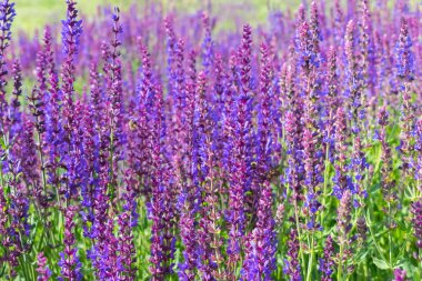 Yaban adaçayı çiçekleri