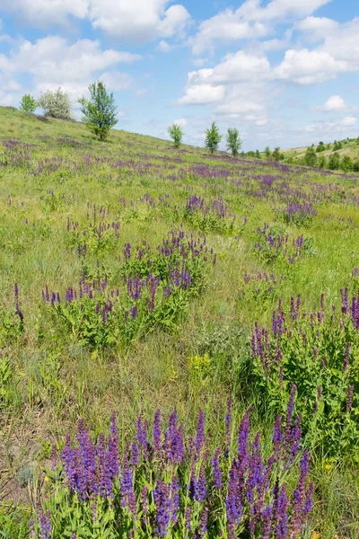 Wild sage flowers — Stock Photo, Image