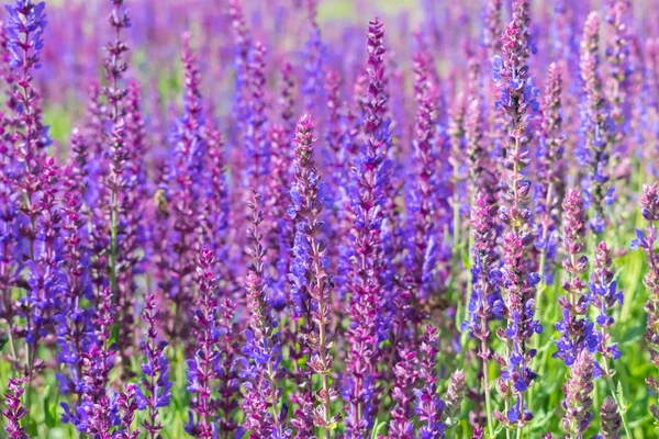 Flores selvagens de sálvia — Fotografia de Stock