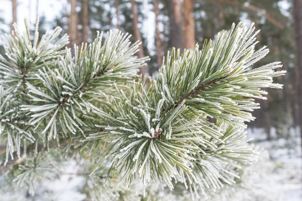 Tallarna i vinter Royaltyfria Stockbilder