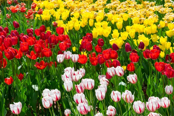 Поле тюльпанов — стоковое фото