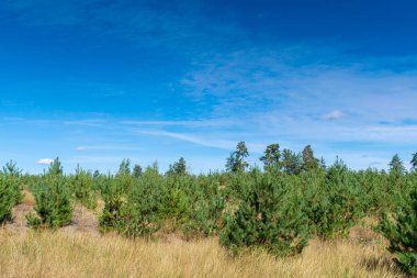 genç çam ağaçları