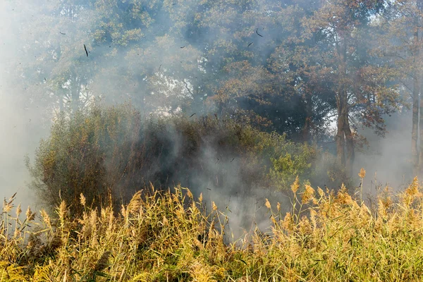 Peatland fires in summer — Stock Photo, Image