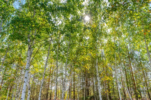 Słońce w drewnie brzozowym — Zdjęcie stockowe