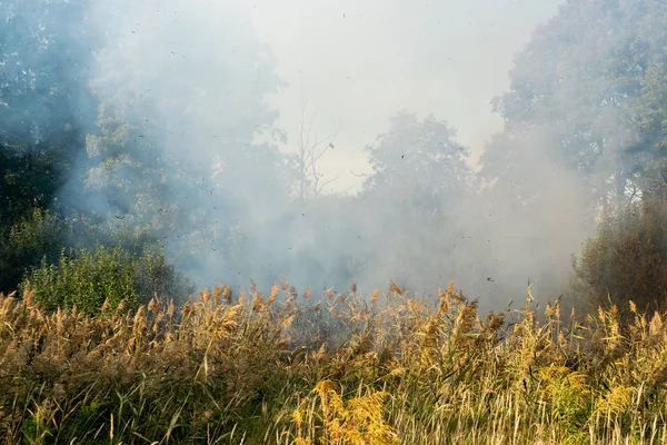 Peatland fires in summer — Stock Photo, Image