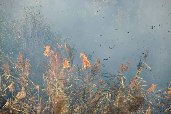 Peatland fires in summer — Stock Photo, Image