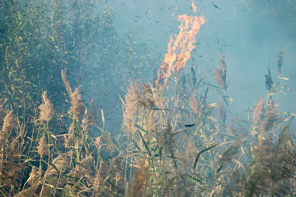 Peatland fires in summer — Stock Photo, Image