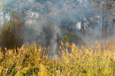 Peatland yazları yanar