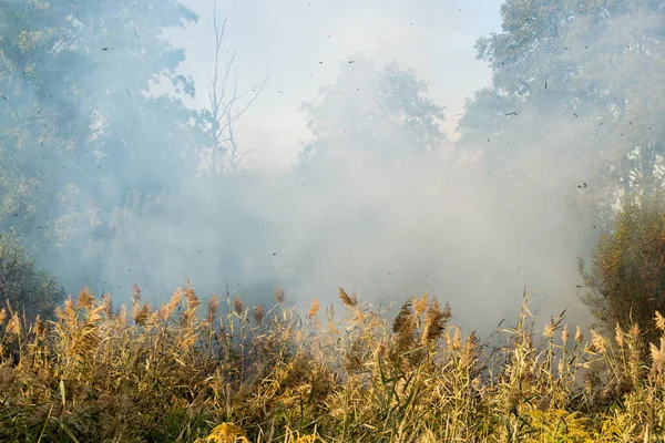Peatland fires in summer — Stock Photo, Image