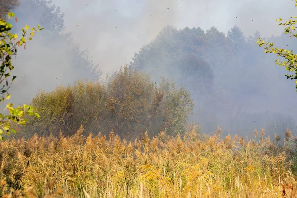 Peatland fires in summer — Stock Photo, Image