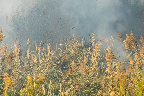 Peatland fires in summer — Stock Photo, Image