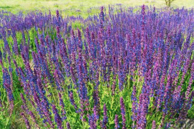 Yazın yetişen mor adaçayı.
