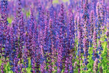 Bitkisel arka planda mor adaçayı