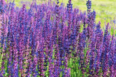 Çiçek arkaplanda mor adaçayı