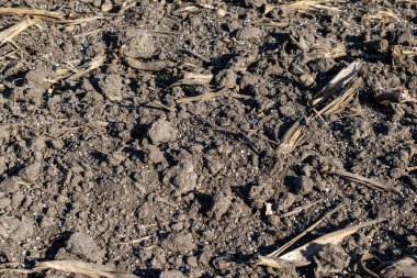 Toprak gübre topaklarıyla kaplı. Dokuya yakın.