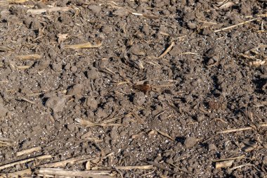 Mineral gübre ile kaplanmış alan yakın çekim dokusu
