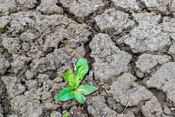 Droge Geërodeerde Bodem Achtergrond Close — Stockfoto