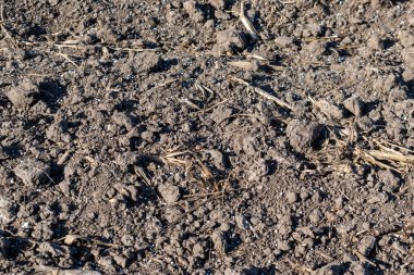 Toprak, maden gübresi ile kapatılıyor.