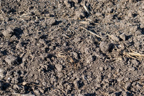 Toprak, maden gübresi ile kapatılıyor.